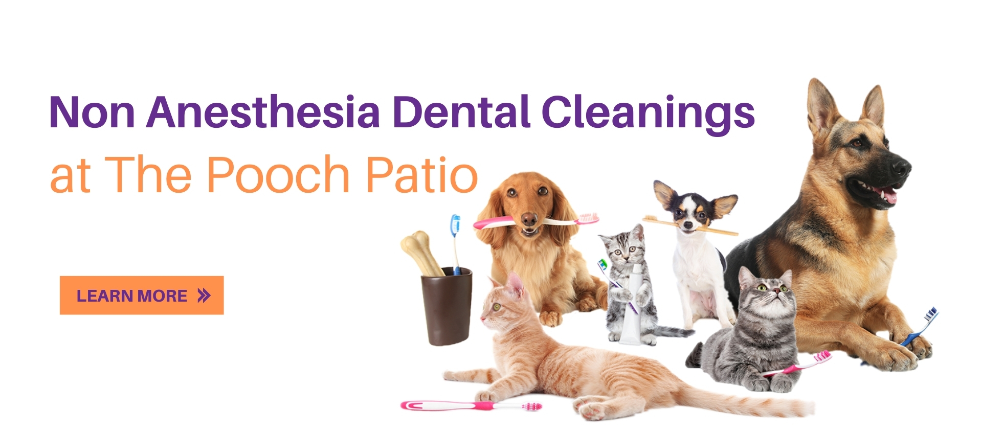 Non-Anesthesia Dental Cleanings