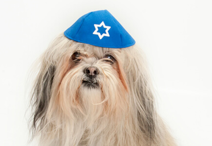 Bark Mitzvah