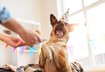 Pet Birthday Party