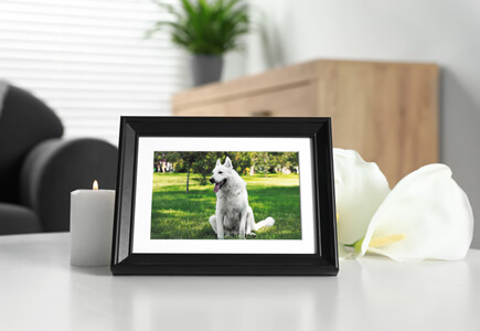 Pet Memorial