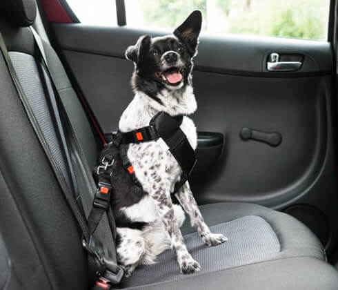 Pet Taxi Services