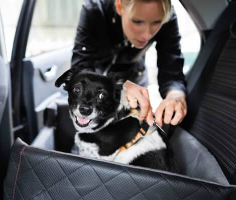 Pet Taxi Services