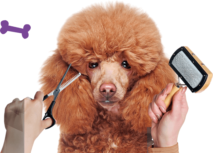Top Dog Grooming